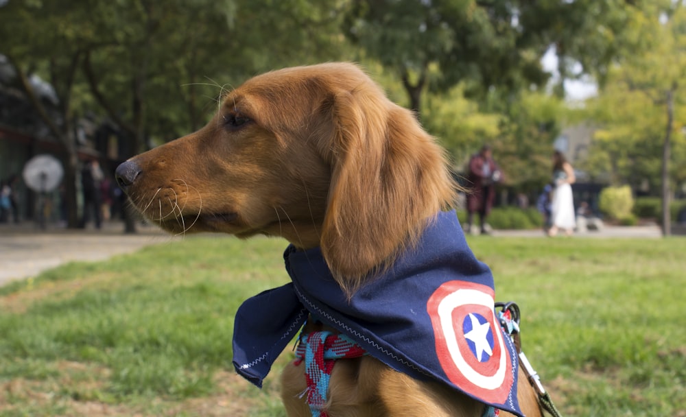 cane marrone chiaro a pelo medio