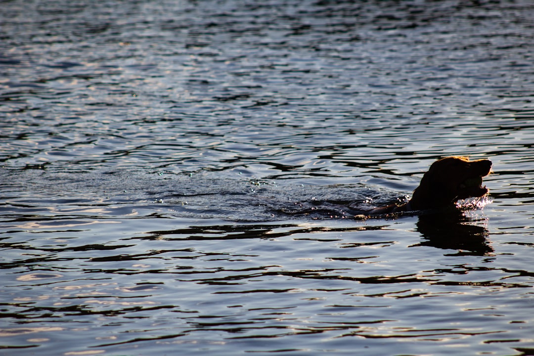 animal in ocean