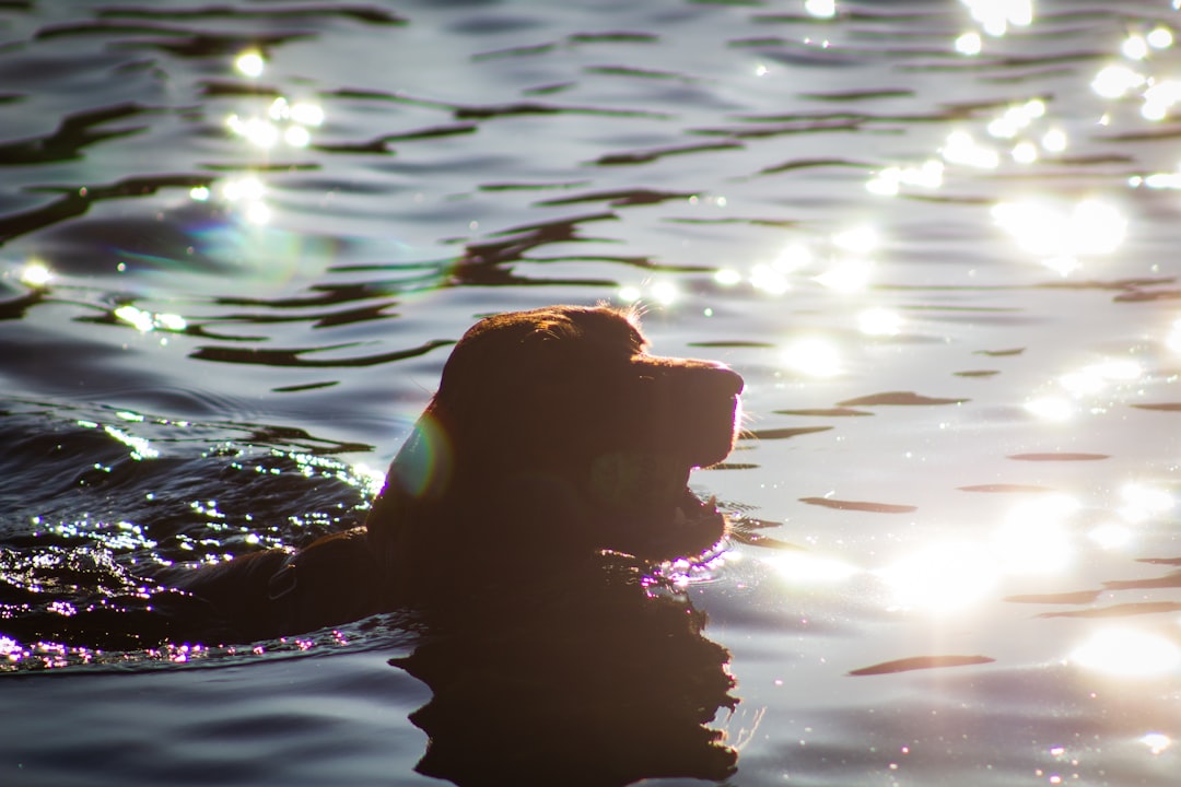 dog in water during daytime