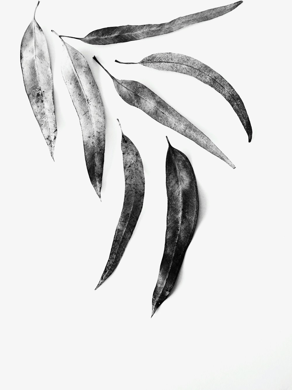 grayscale photo of leaves
