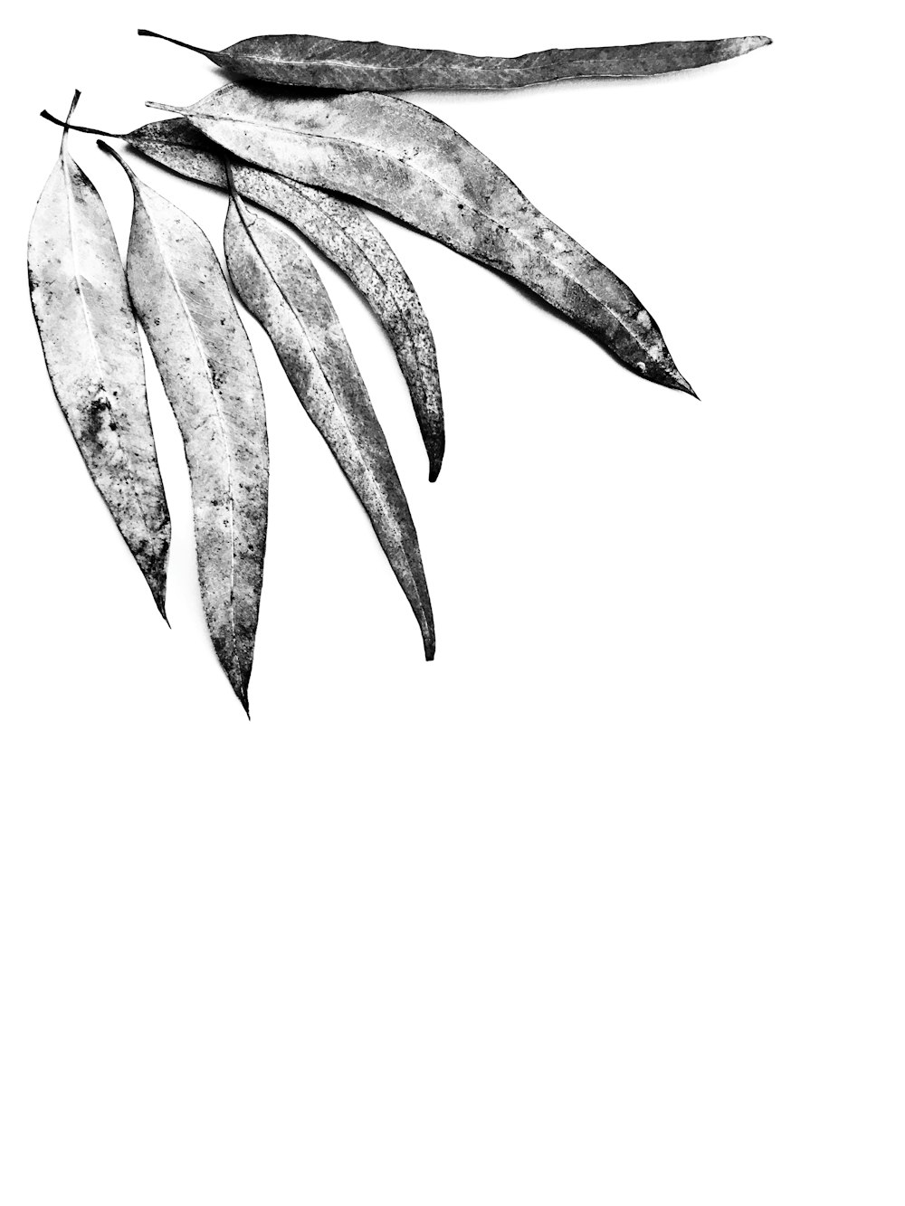 brown leaf illustration