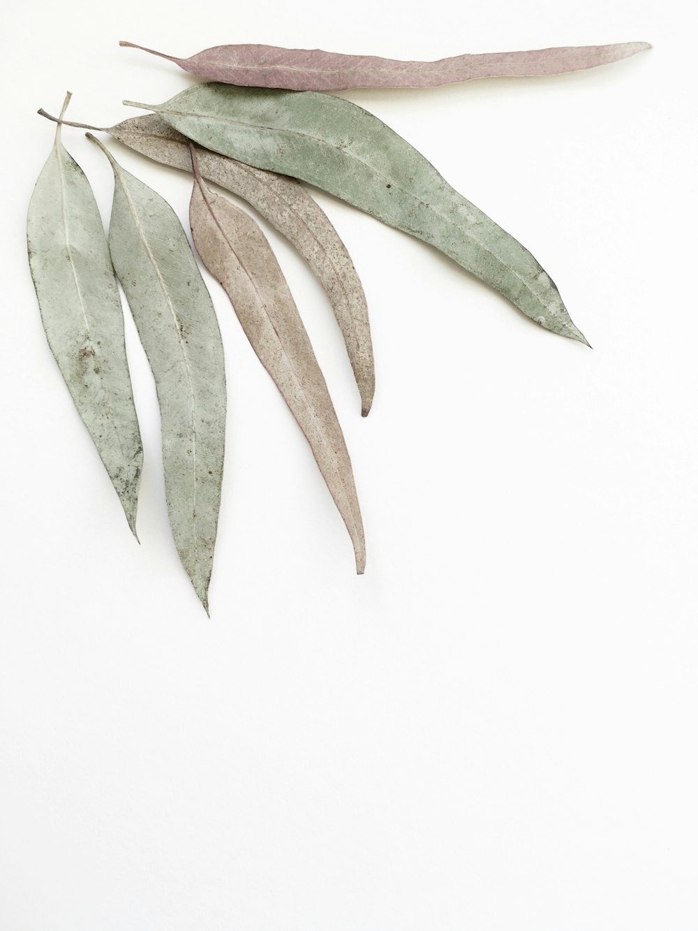 a group of leaves on a white surface