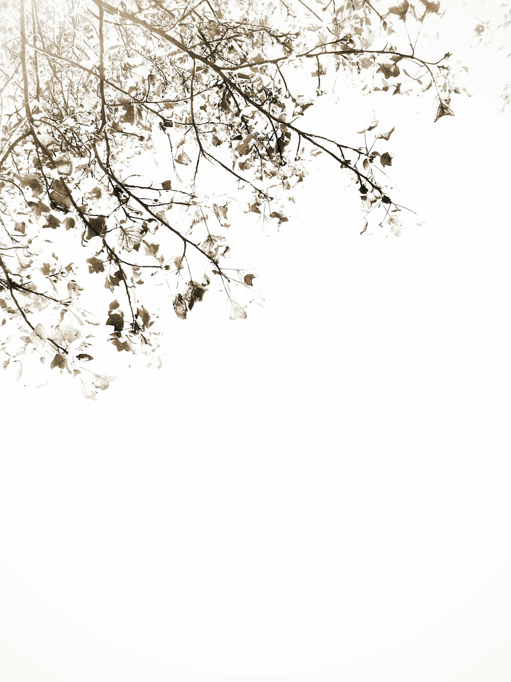 green-leafed white-petaled flower tree on white background