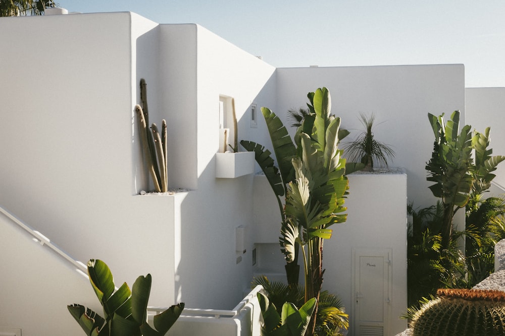 traveler's palm plants on building