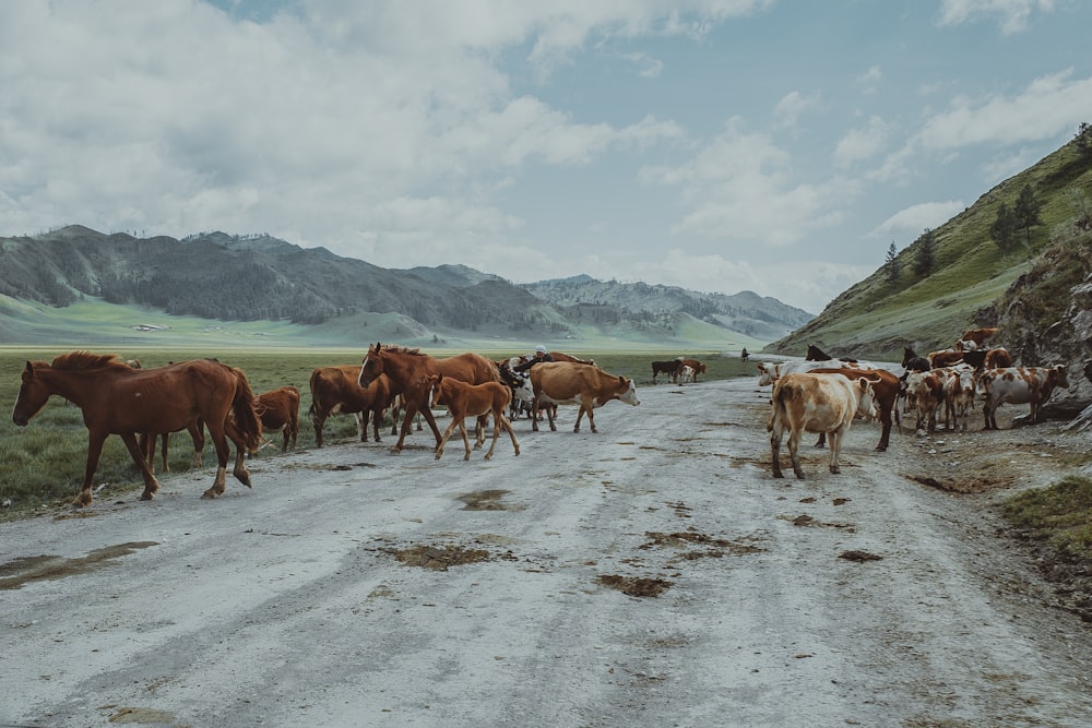 cattle and horse outdoor during daytime