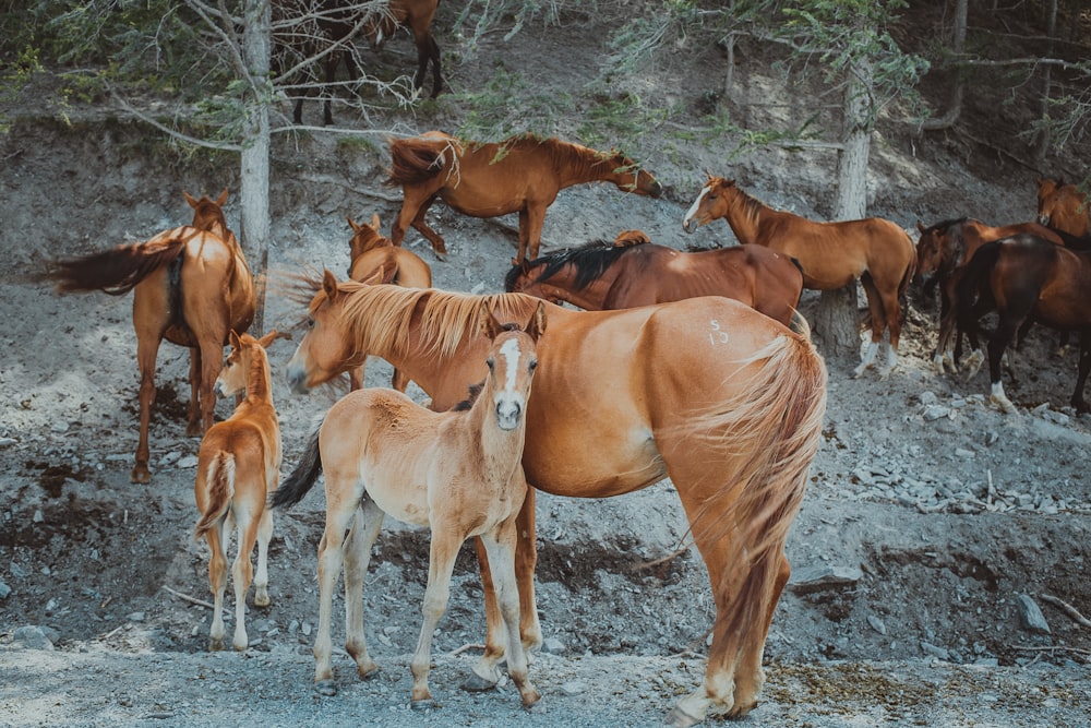 a herd of horses standing on top of a dirt hillside