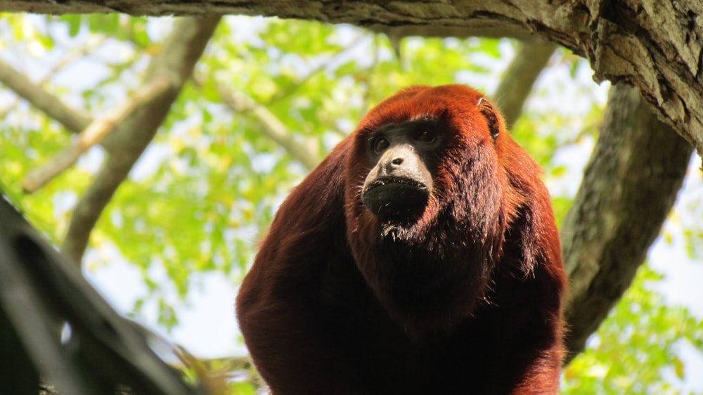 maroon animal on tree