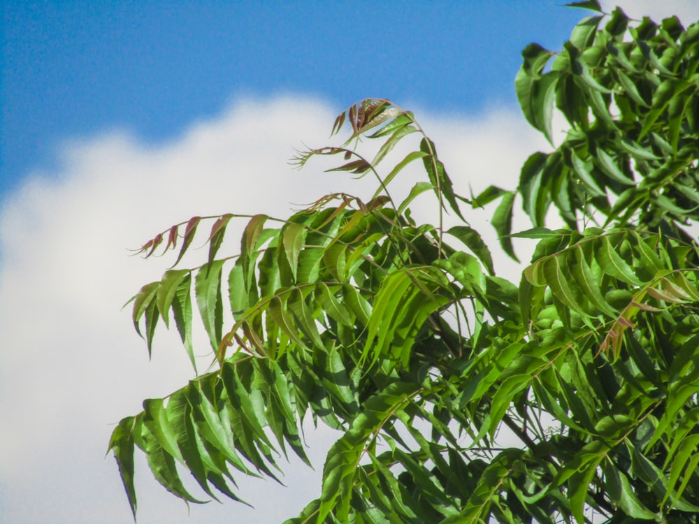 árvore de folhas verdes durante o dia