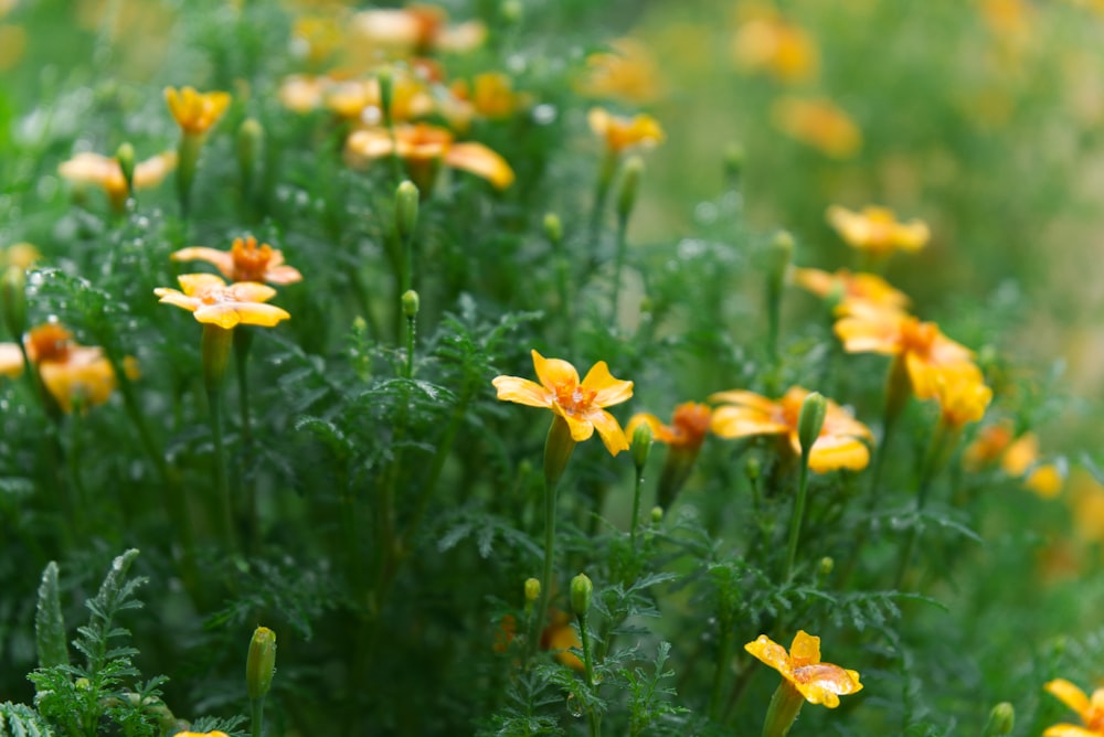yellow petaled flower lot close-up photography