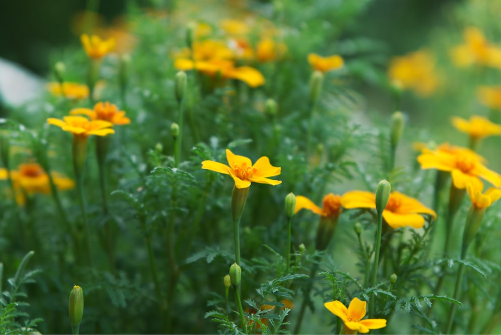 campo de flores de pétalos amarillos