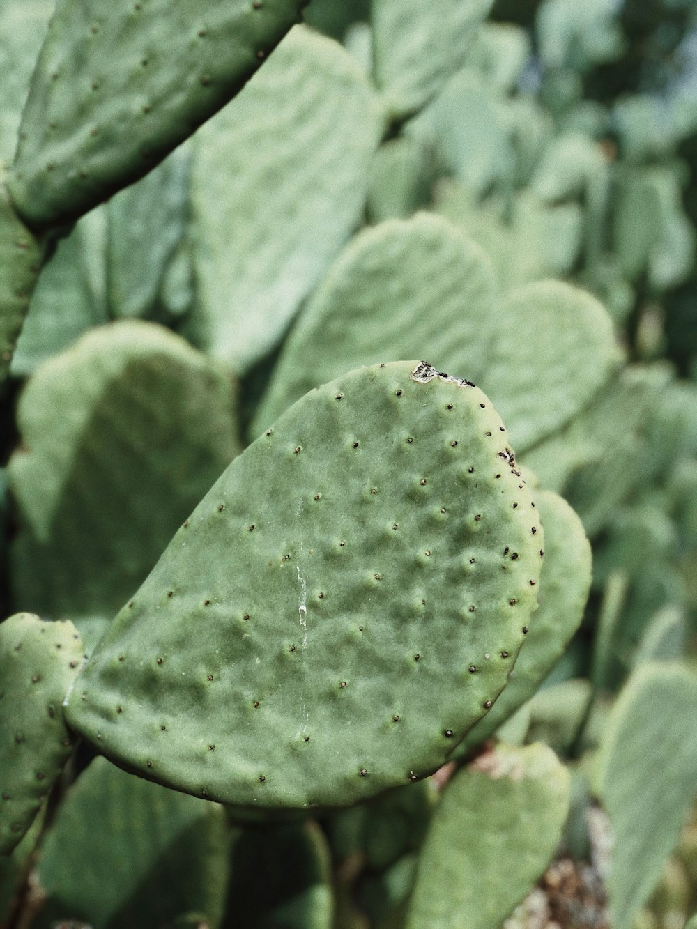 green cactus