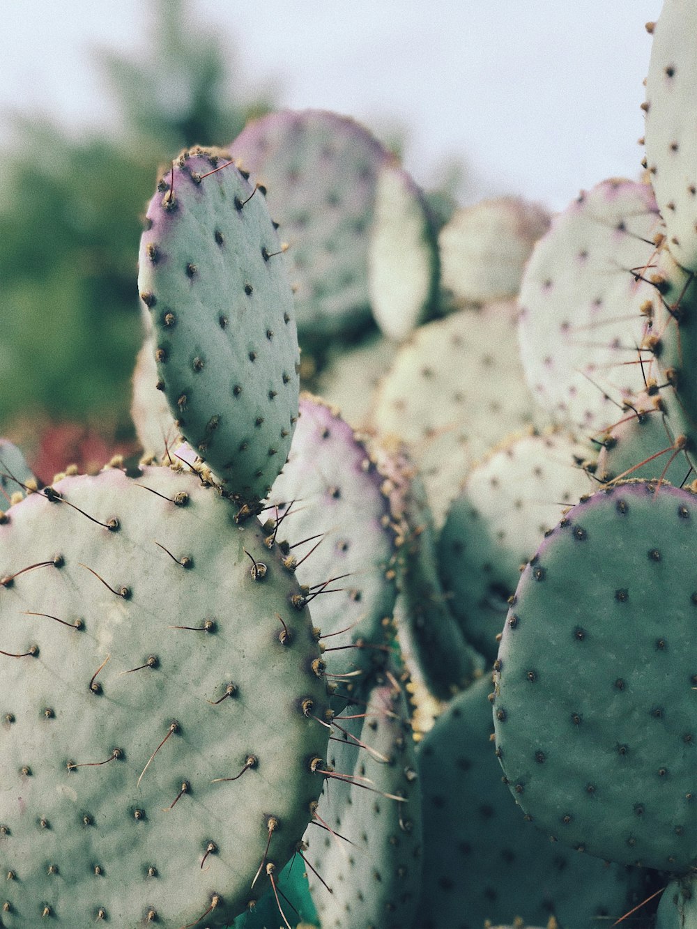 Fotografias em close-up de plantas de cacto verde