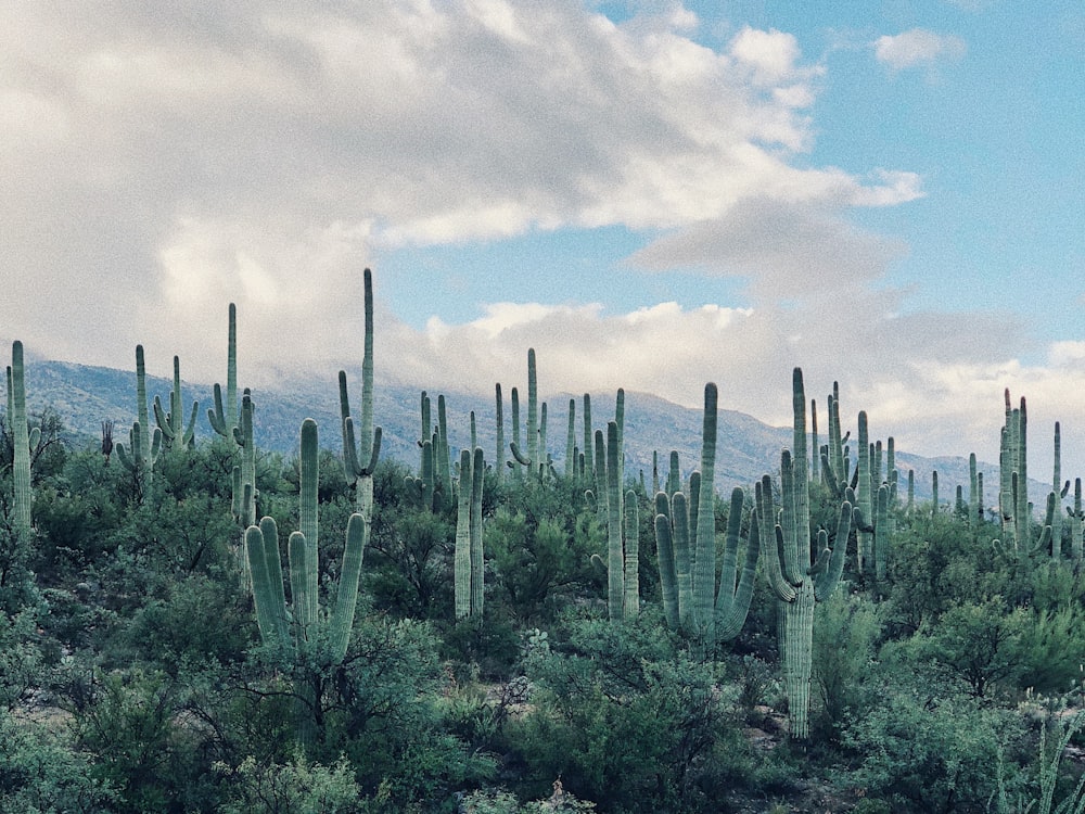 green cactus plant during daytime