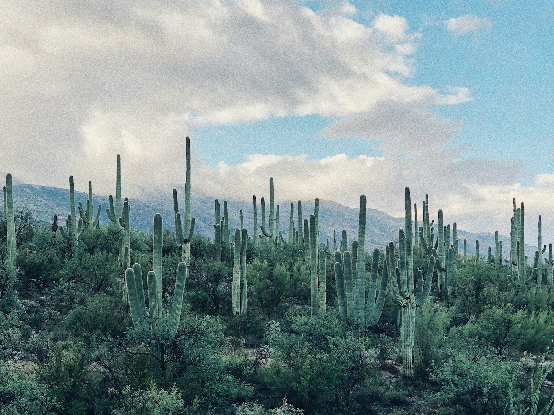 green cactus plant during daytime