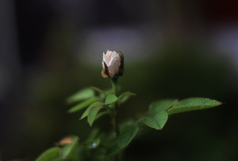 shallow focus photo of white flower