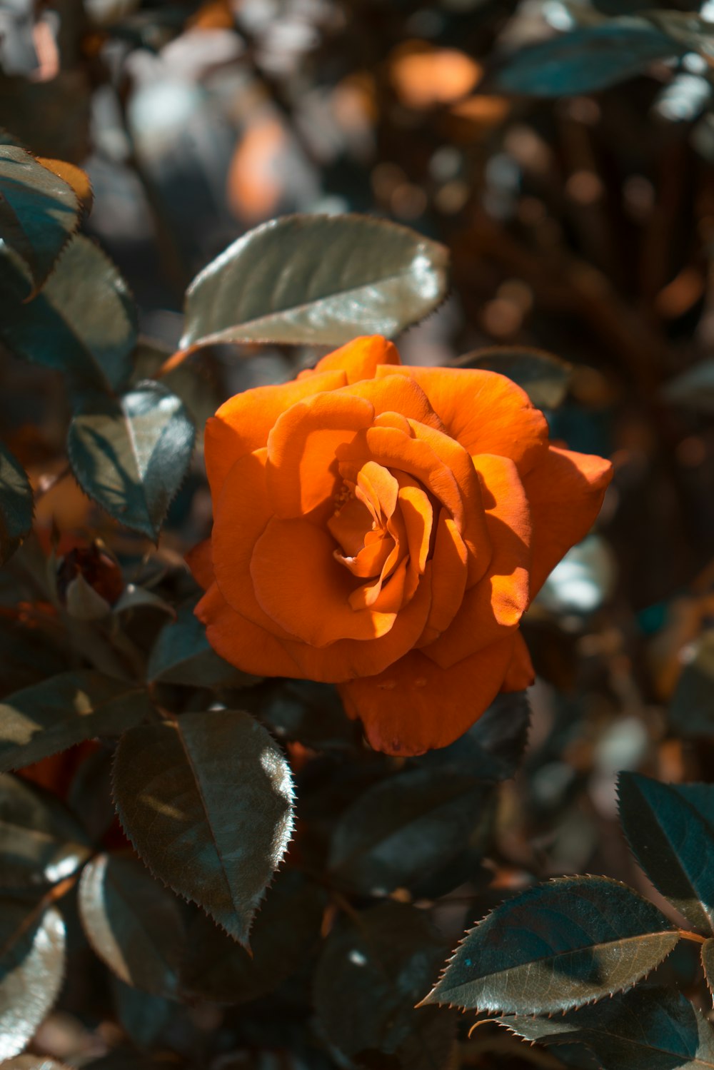 orange rose flower bloom close-up photography
