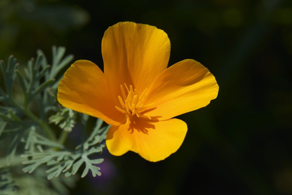 a close up of a yellow flower with green leaves