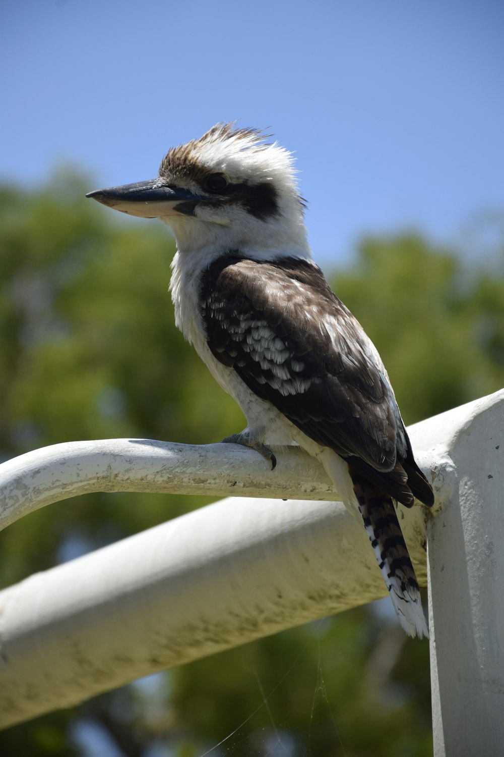 close-up of black and white bird