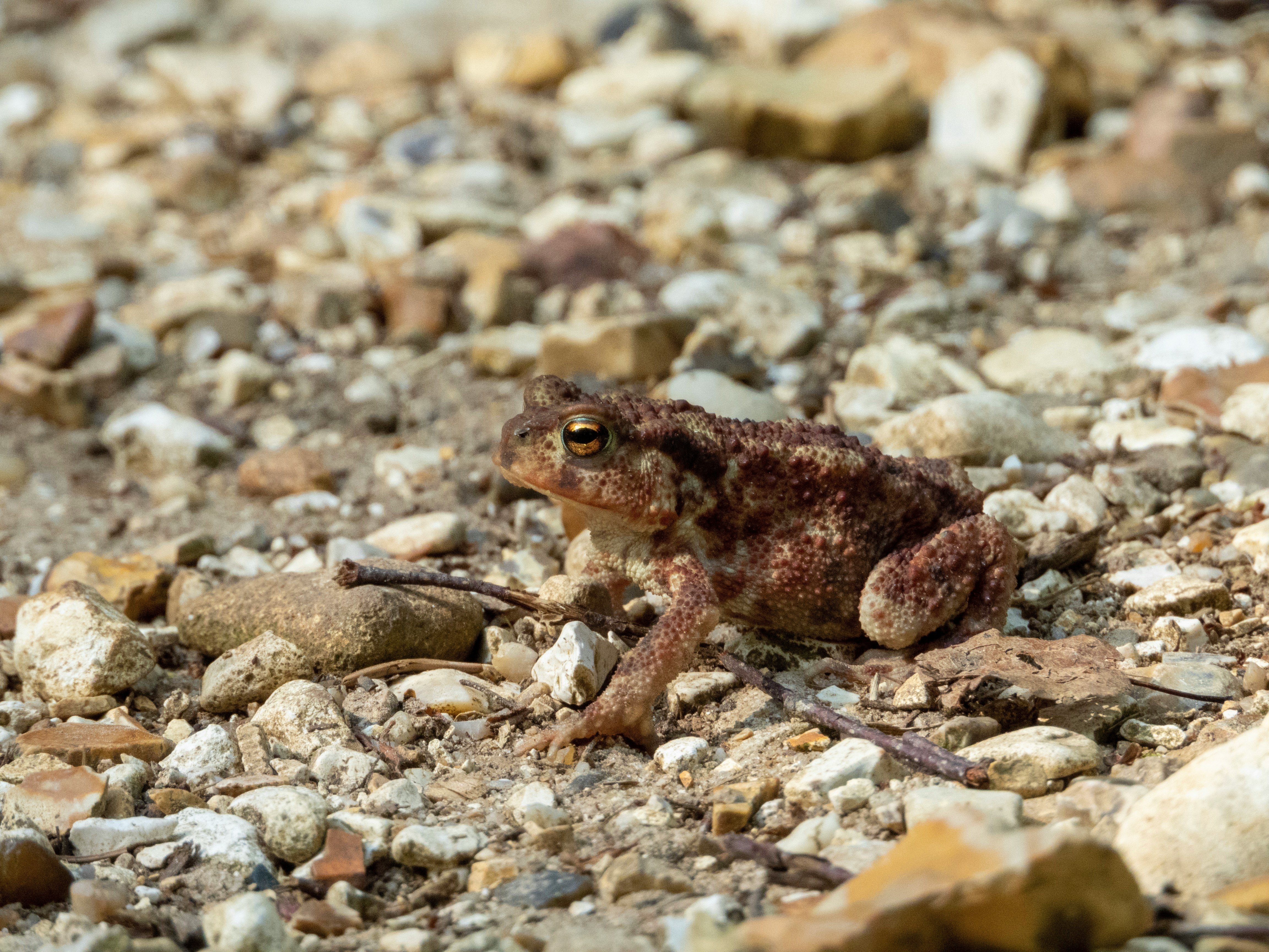 shallow focus photo of brown frog