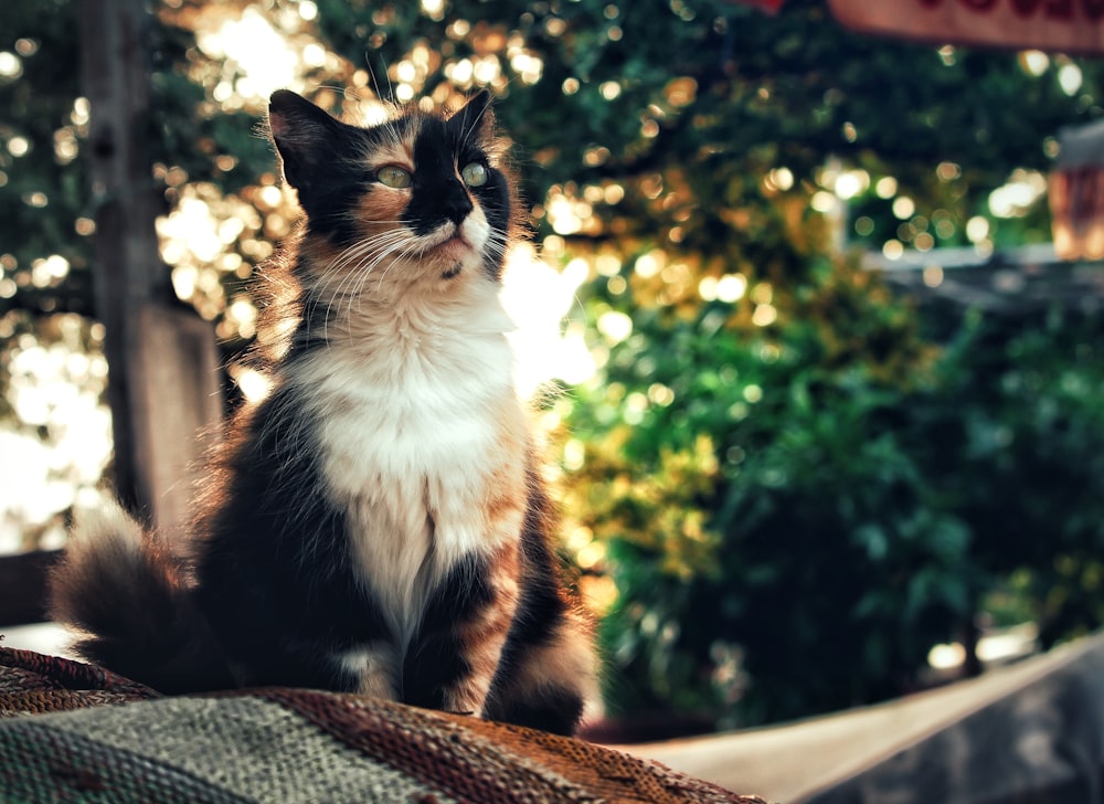 Gato calicó cerca de los árboles