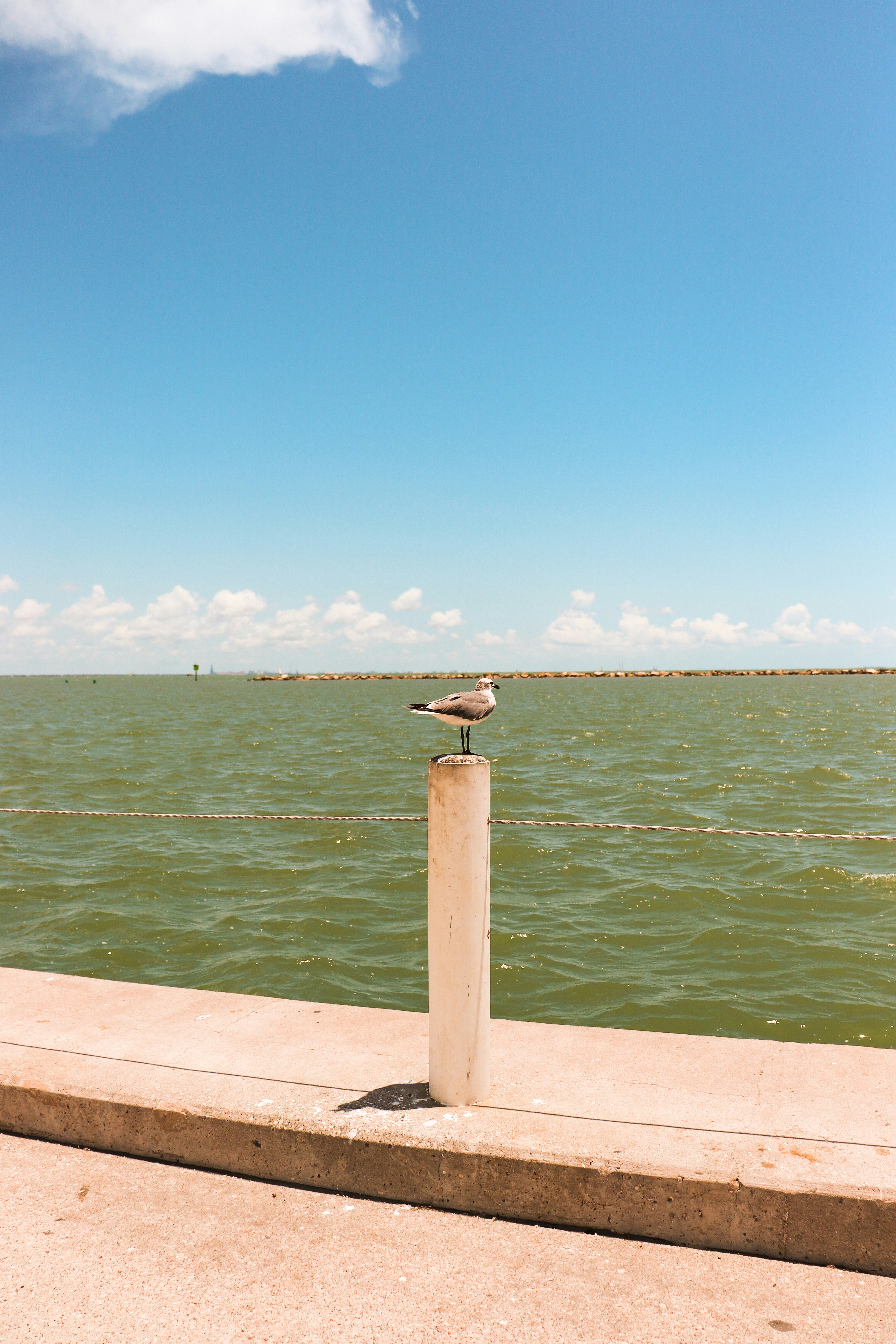 white and black bird near body of water during daytime