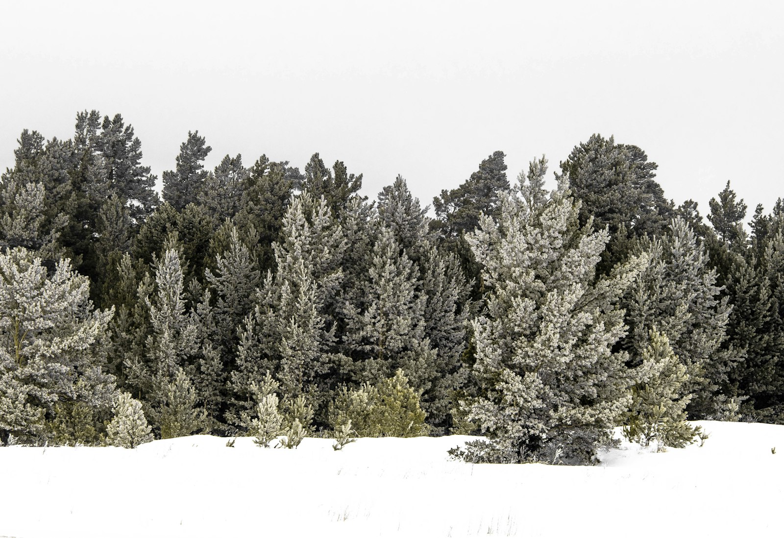 Nikon D810 + Nikon AF-S Nikkor 28-300mm F3.5-5.6G ED VR sample photo. Green pine trees during photography