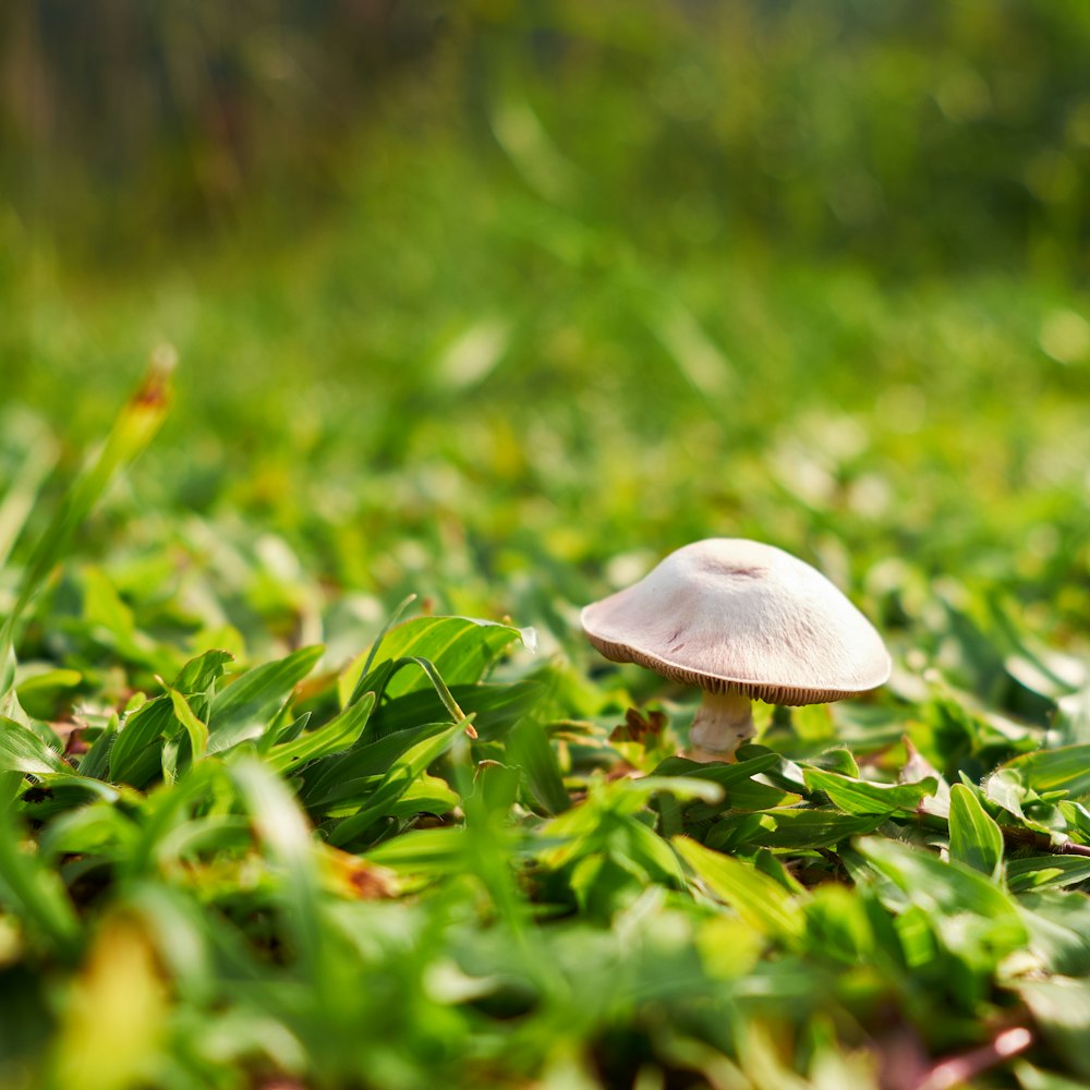 white mushroom