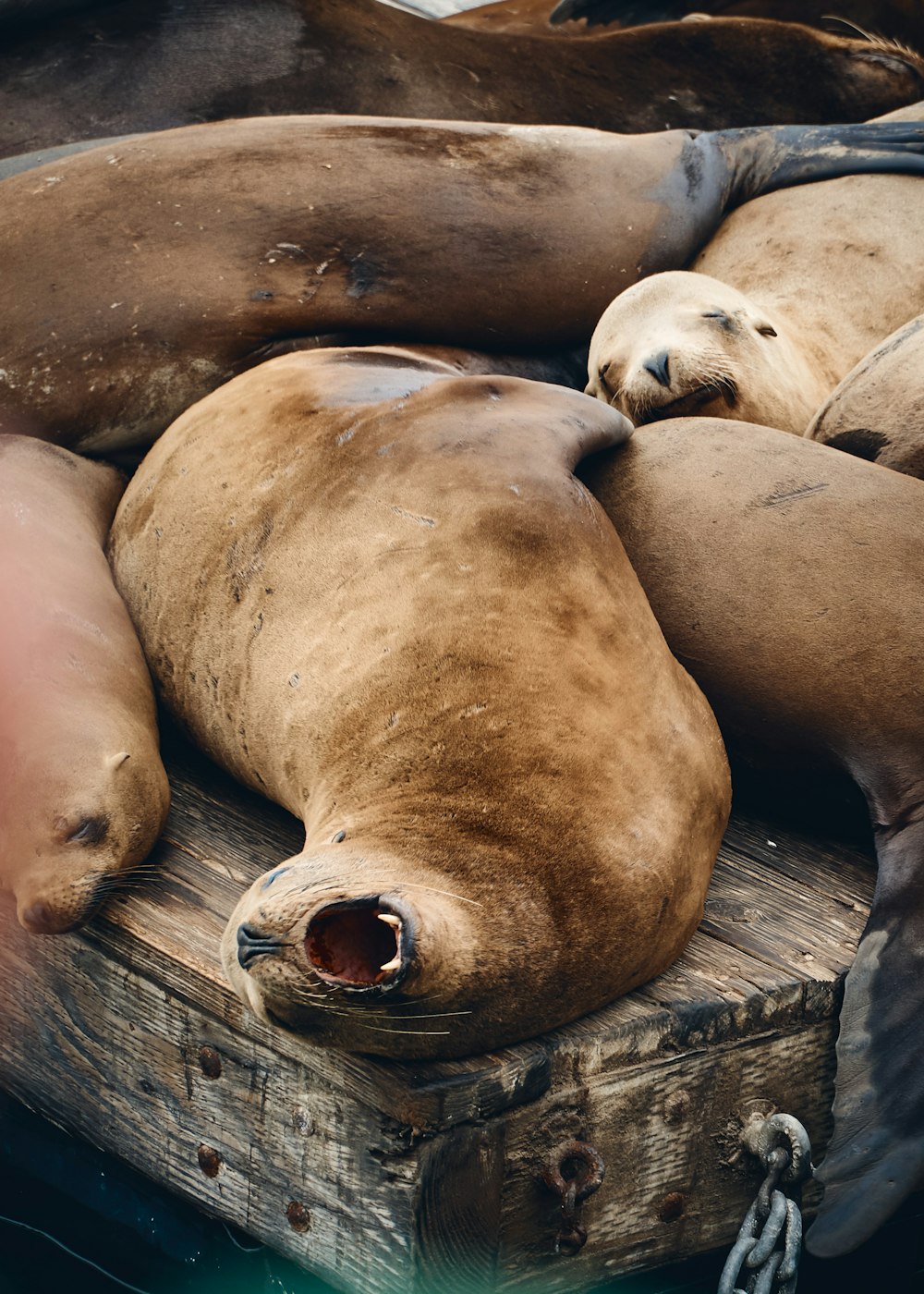 sea lion on dock