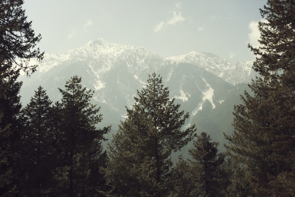 pini verdi ai piedi della montagna