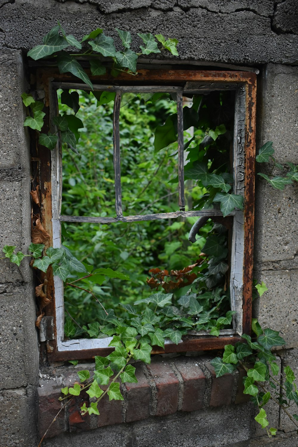 braunes Holzfenster mit Weinreben umrahmt