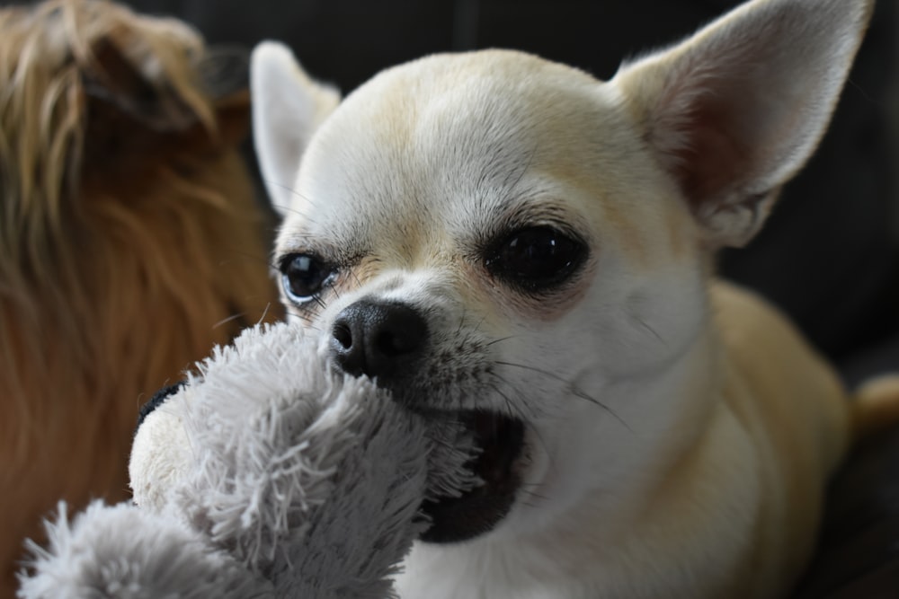 chihuahua chewing a toy