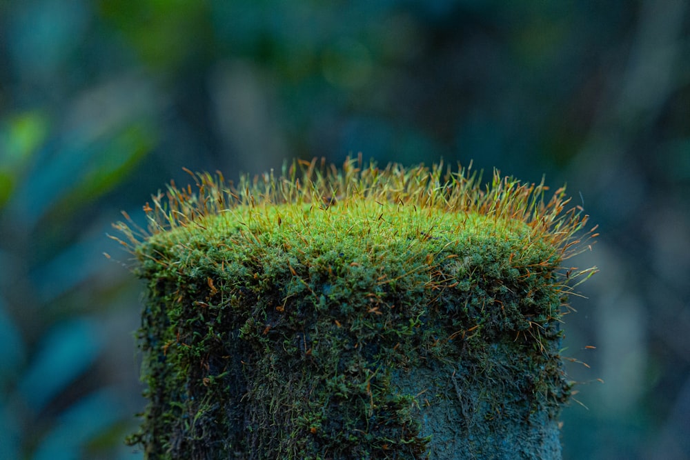 a close up of a moss covered rock