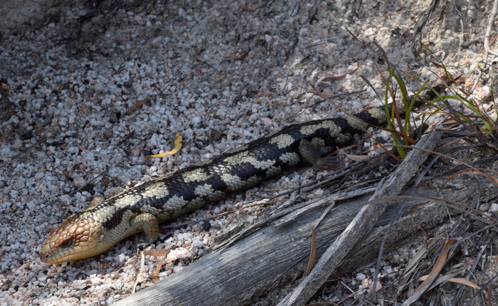 gray lizard