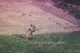 A squirrel is standing on its hind legs on a patch of green grass while holding something in its paws. Behind the squirrel, there is a pathway with a textured surface that appears to be made of sand or dirt. The image has a soft, almost vintage filter with a slight reddish-pink hue.