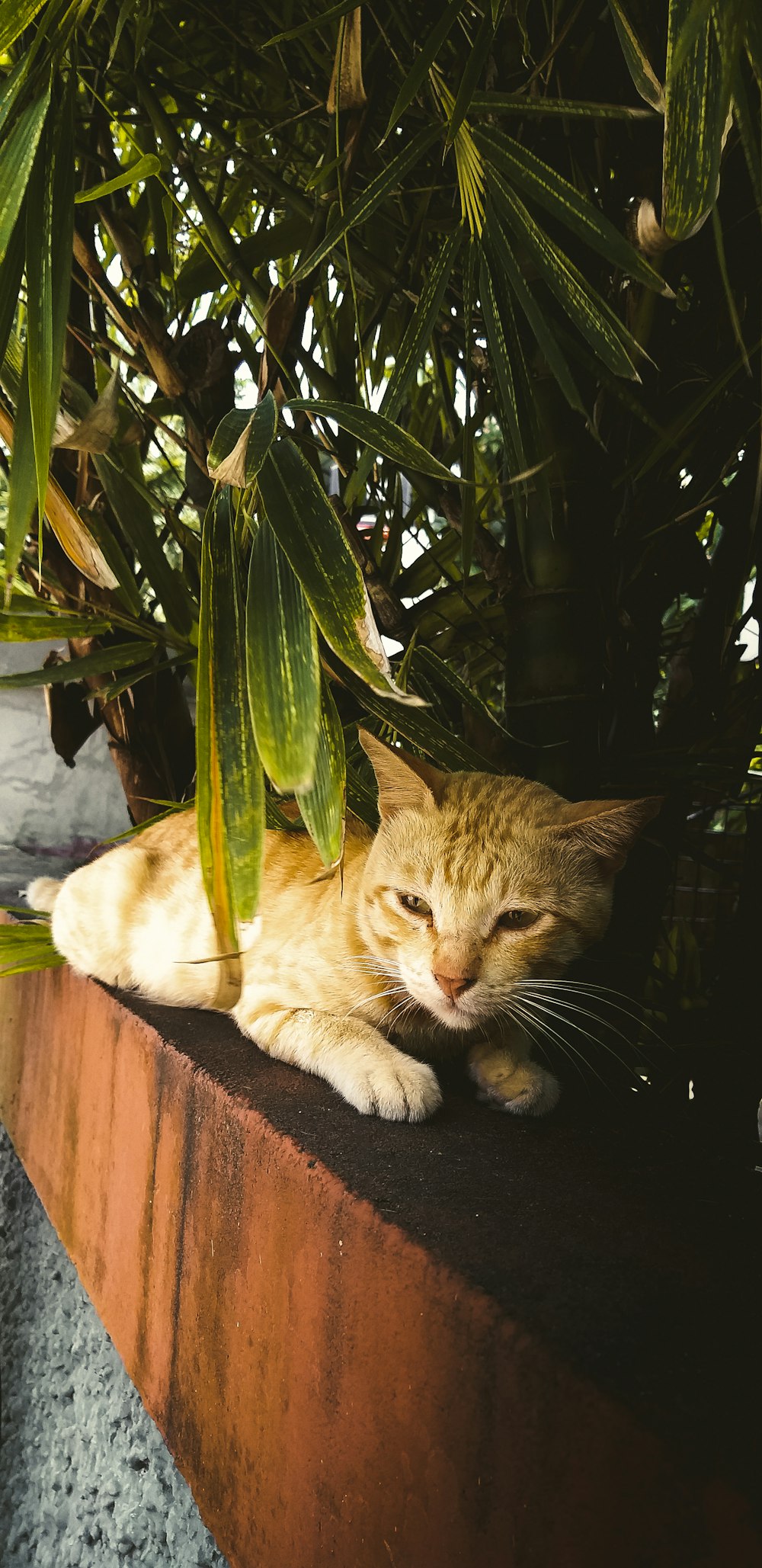 a cat laying on a ledge next to a plant