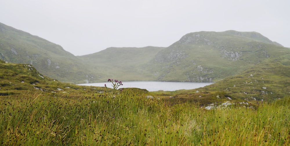 green field near body of water and hill during daytime