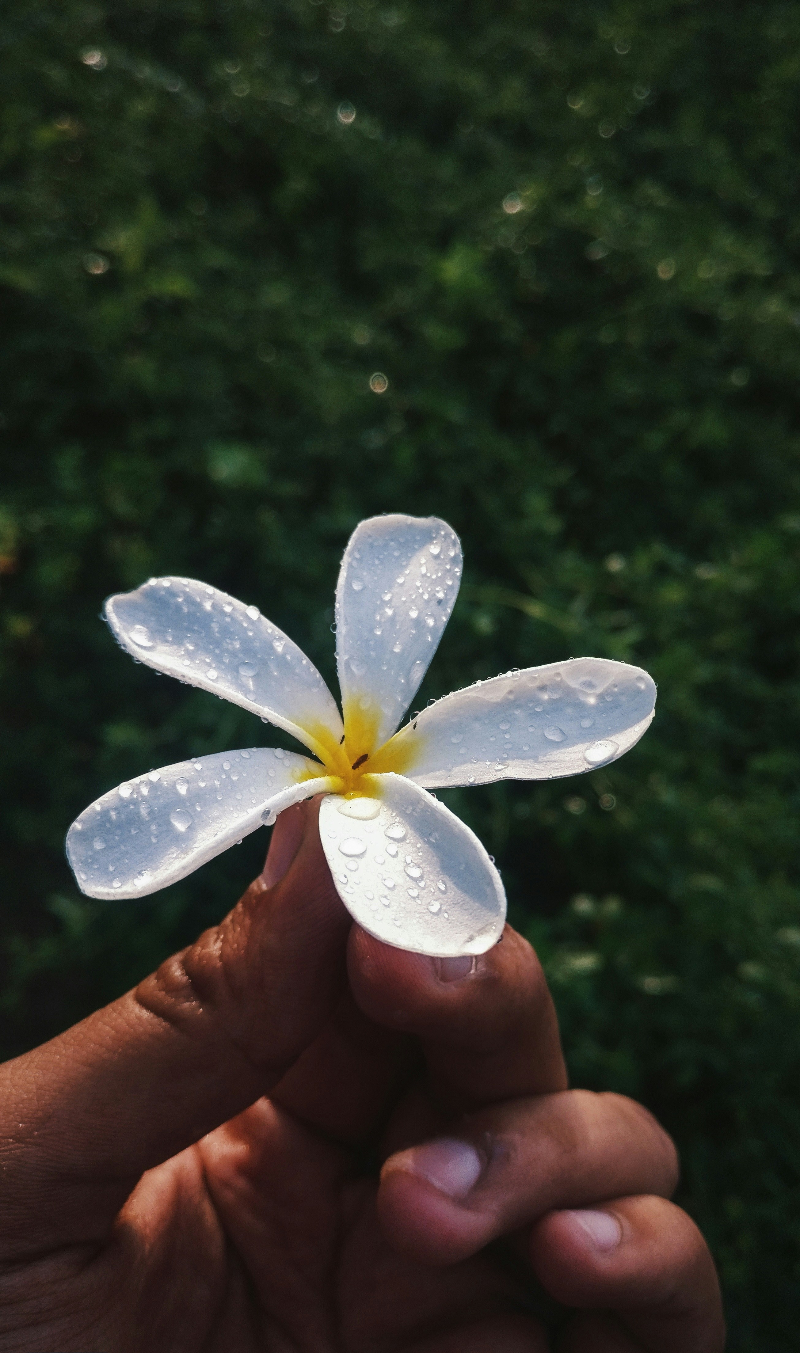 Photo by kishan__upadhyay