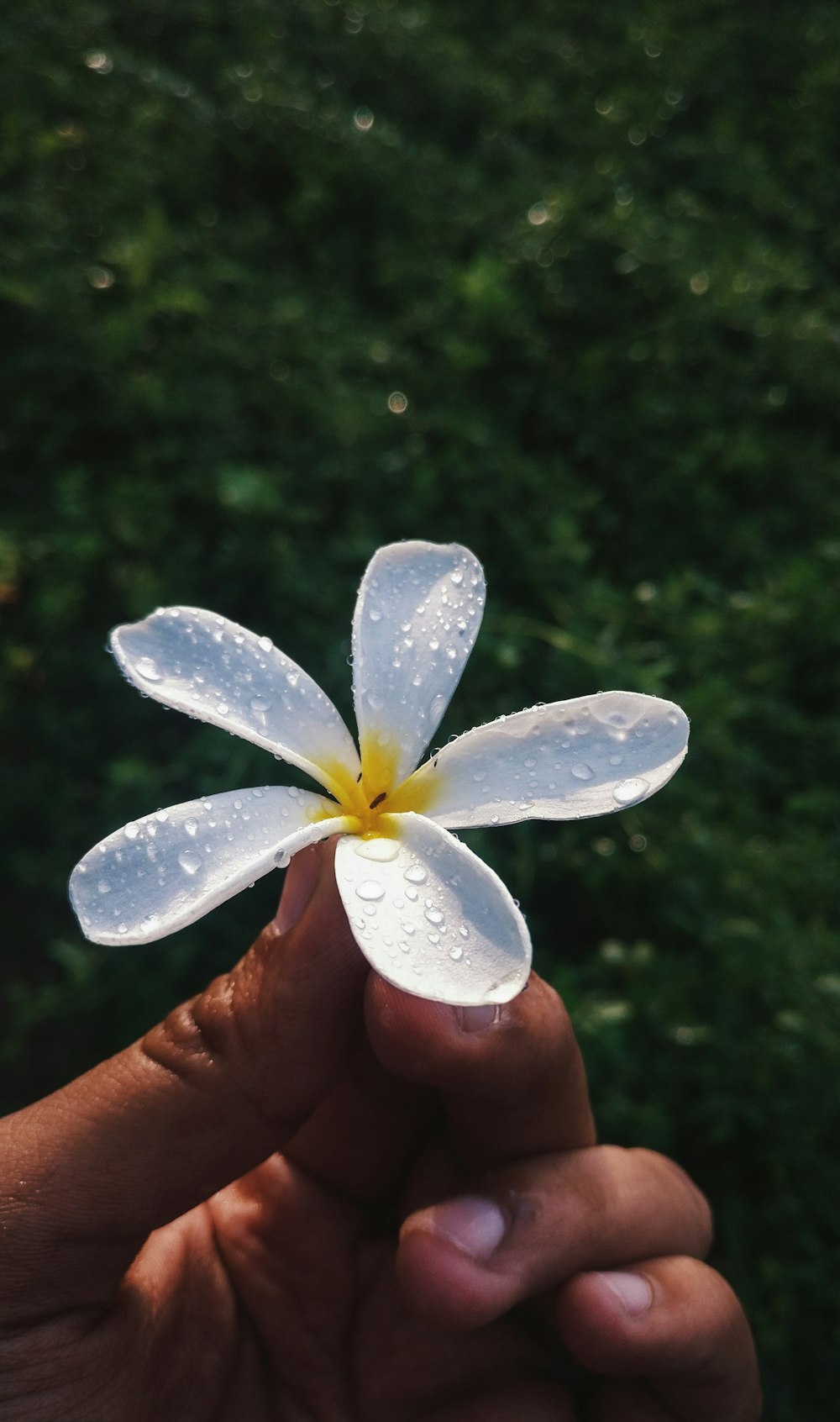 a hand holding a white flower with a yellow center