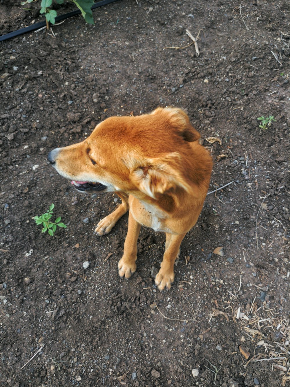short-coated brown dog near green-leafed plant