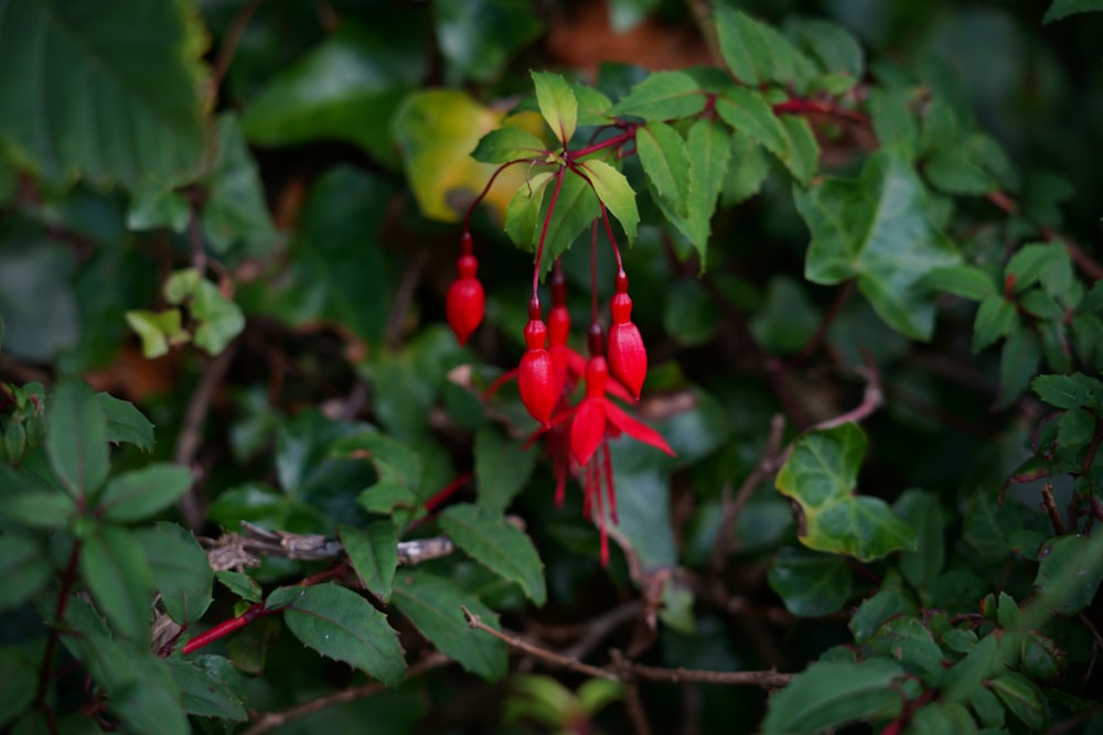 red petaled flower close-up photography