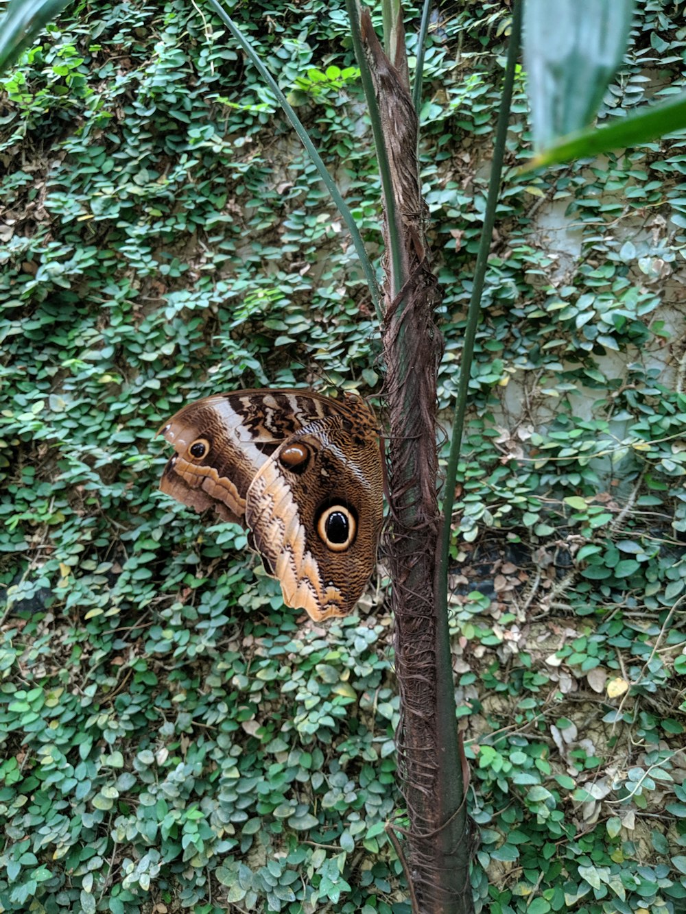 black and brown owl moth during daytime