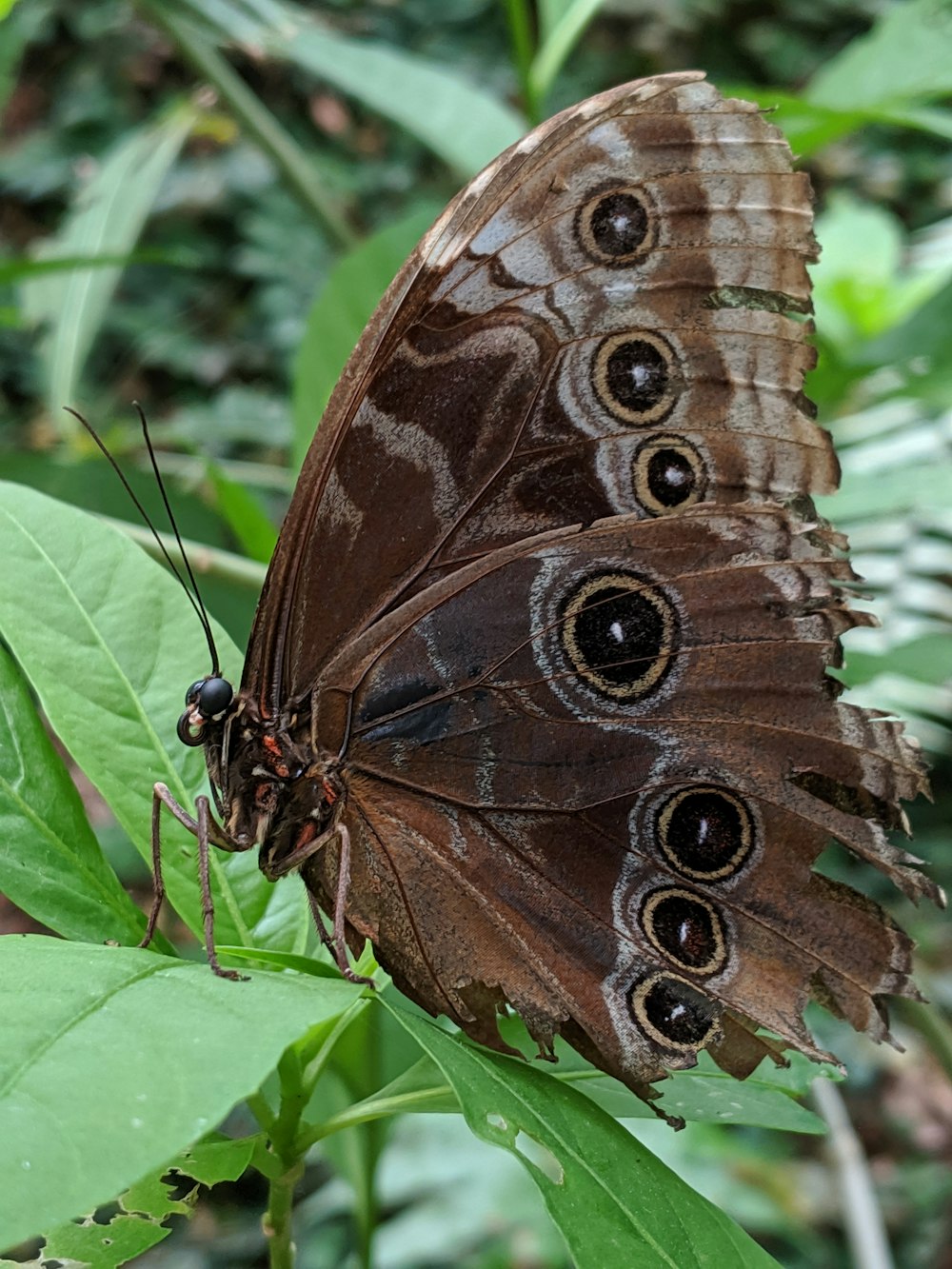 brown butterfly on green leaf