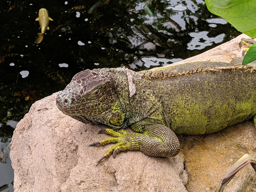 an iguana sitting on a rock next to a body of water