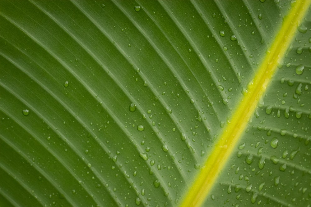 water droplets on green banana leaf