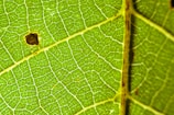 A close-up view of a green leaf with visible vein patterns. The leaf appears to have a small dark brown spot on the left side. The texture of the leaf is clearly visible, showing a network of fine veins across its surface.