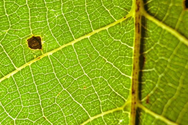 A close-up view of a green leaf with visible vein patterns. The leaf appears to have a small dark brown spot on the left side. The texture of the leaf is clearly visible, showing a network of fine veins across its surface.