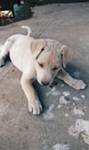 A small, light-colored puppy is lying down on a concrete surface. The puppy appears relaxed and is looking down at the ground. Around the puppy, the concrete surface is slightly marked with patches, and there are some wet spots visible.