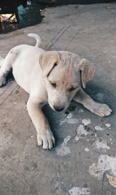 A small, light-colored puppy is lying down on a concrete surface. The puppy appears relaxed and is looking down at the ground. Around the puppy, the concrete surface is slightly marked with patches, and there are some wet spots visible.