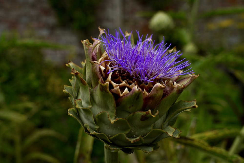 Fokusfotografie der lila blättrigen Blume