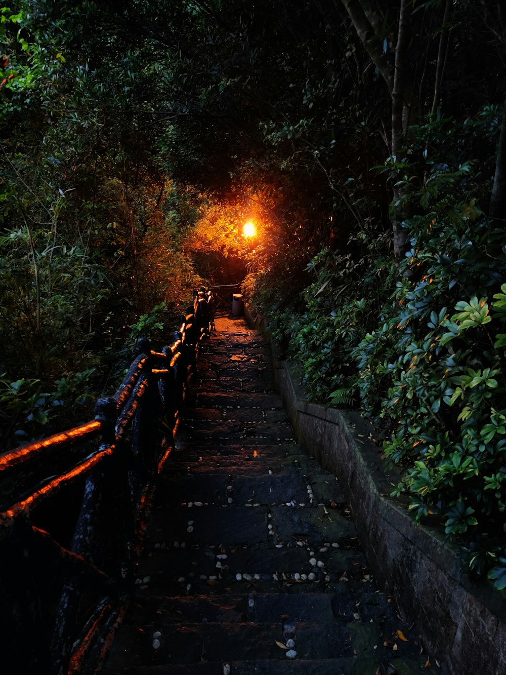 empty stairs in between green plants